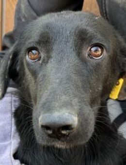 ANICE-ca.3-jähr. Hündin, ca. 50 cm - Rösrath