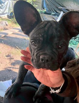 3 Zuckersüße Französische Retro Bulldoggen Welpen suchen noch ihre Familie! - Hamburg Wandsbek