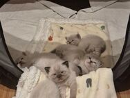 Britisch Kurzhaar Kitten - Kornwestheim
