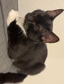 2 Katzen abzugeben mit Zubehör in 44866