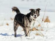 Schenkst du Sascha ein Körbchen? - München