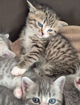 BKH Mix Kitten Katzen Geimpft - Hattingen