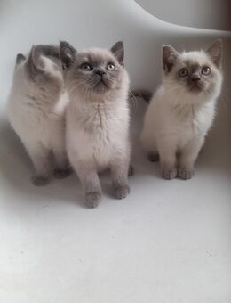 Bkh Kitten Britisch Kurzhaar - Alsdorf (Nordrhein-Westfalen)