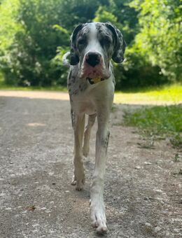 Schweren Herzens Deutsche Dogge(10M) abzugeben - Niederorschel