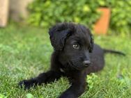 Clyde - Welpenjunge sucht ein Zuhause - Berlin