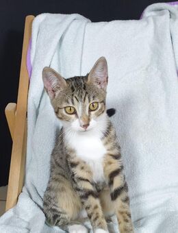 Kitten Bengal-EKH-Mix Katze Pünktchen 3½Monate - Kriftel
