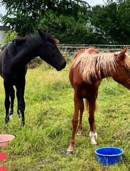 Tolle Reitpony Jährlingsstute - Halle (Westfalen)