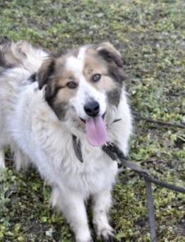 Hilfst du Paloma mit viel Liebe? - München