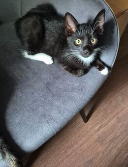 Kater Katzenbaby sucht ab sofort ein neues liebevolles Zuhause - Hamburg Wandsbek