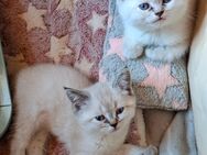 3 Reinrassige BKH bluepoint Kitten - Sonnenstein