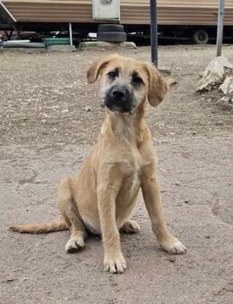 Panni von kettenlos - Bollingstedt