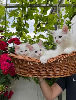 Reinrassige Meine Coon Kitten suchen liebevolles fürsorgliches Zuhause!! - Babenhausen (Hessen)