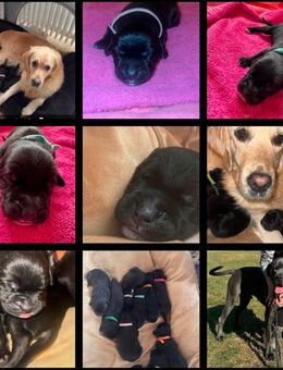 Golden-Corso-Welpen - Hamminkeln Zentrum