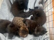 Kätzchen (Kitten) ab 17.8. zu verkaufen - Niederlauer