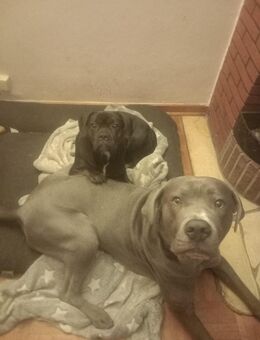 Mischlingswelpen - Heiden