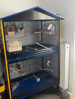 Wellensittiche - Kassel