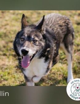 Collin: Lieber Hund mit Handicap - Kirchzell