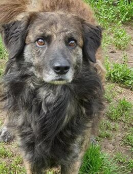 Keszeg von kettenlos - Bollingstedt