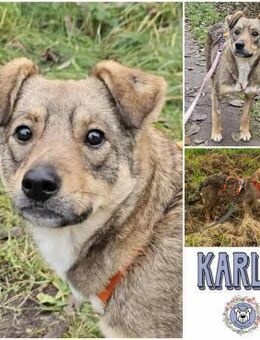 KARLA * freundliche Familienhündin - Duisburg