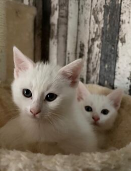 Geschwisterpaar sucht bestes Zuhause - Boizenburg (Elbe)