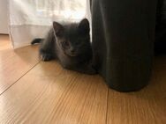 Baby Katzen 🐈‍⬛ 🐈🐈 - Köln