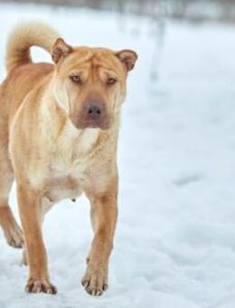 Bonya❤️sucht erfahrene Menschen - Rott (Inn)