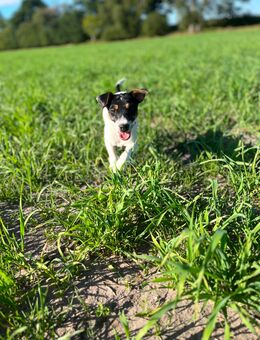 Parson Russel Terrier Rüde - Löningen
