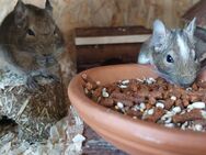 4 Degus mit großem Käfig zu verschenken - Gehrde