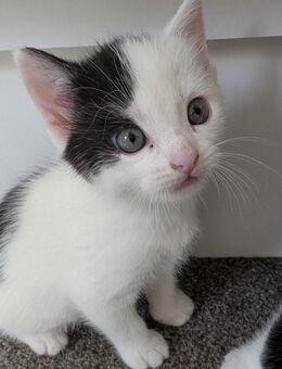 Katzenbabys - Nettetal