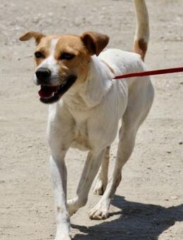 Ximena, aufgeweckt, gut sozialisiert - Westerholt