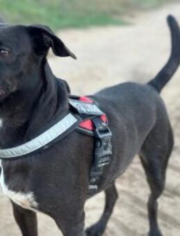 Charly2; Traumhund und Katzenfreund - Geilenkirchen