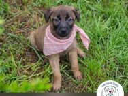 Chip 231958: Hundekind sucht ein Zuhause - Kirchzell