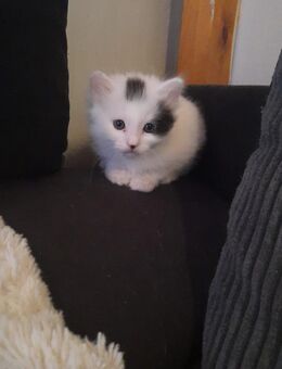 Kleiner wuscheliger schwarz weißer Kater - München