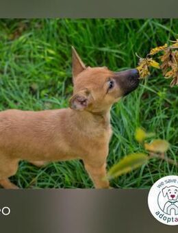 Cleo: Hundekind sucht ein Zuhause - Kirchzell