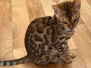 Bengalkitten, Kitten, Babykatzen - Veitsbronn