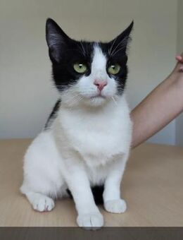 Piñata (+Patiña) -freundlich & verspielt - Wilhelmsfeld