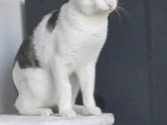 Lieber Paco sucht passendes Zuhause - Margetshöchheim