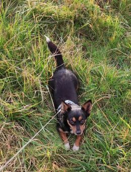 Ziguli🍀sucht einfühlsame Menschen - Herxheim (Landau)