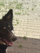 Frieda Schäferhündin Mix in 35460