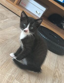 Kitten Abgabebereit - Hettstedt Walbeck