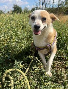 ❤️🐾 TANJA, ruhig, freundliches Wesen - Eichendorf