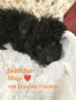 Reinrassige Toypudel Pudel -Welpen abzugeben - Unterschleißheim