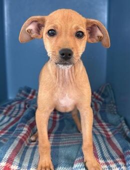 Carlo sitzt im italienischen Canile - Bad Vilbel