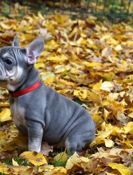 Französische Bulldoggen Welpen - Espelkamp Altgemeinde
