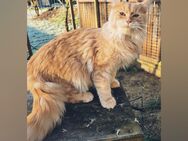 Maine Coon Dame - Herzberg (Harz)