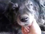 BM 46 sucht seine Menschen 🐾 - Elsdorf (Nordrhein-Westfalen)