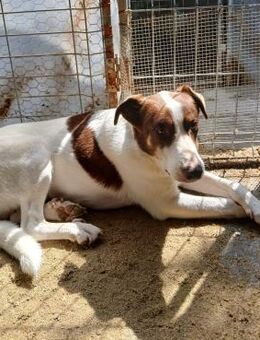 ❤️ Koby dein neuer bester Freund ❤️ - Eislingen (Fils)