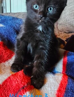 Mainecoon Mix Kitten - Berge (Brandenburg)