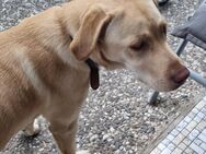 Labrador Hündin sucht neues Zuhause (16 Monate alt) - Buchholz (Nordheide)