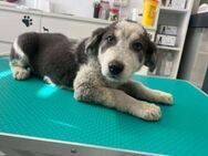 Wer verliebt sich in Tony? - München